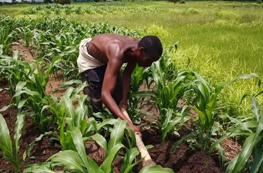  In Six Years Agriculture Contributed More To Nigeria’s Economy
