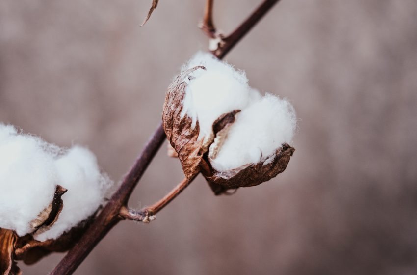  Togo To Re-Launch Its Cotton Industry