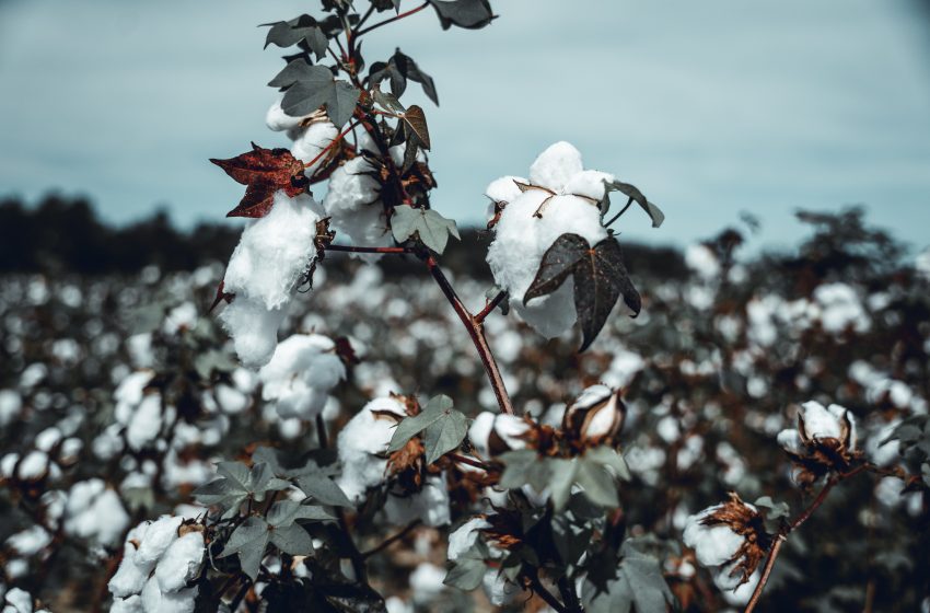  Mali Records Highest Cotton Production In The 2021-2022 Season