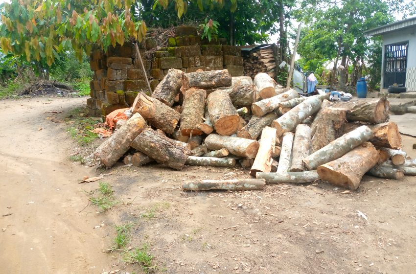  Inside The Illegal Trading Of Forest Woods In Cross River Community
