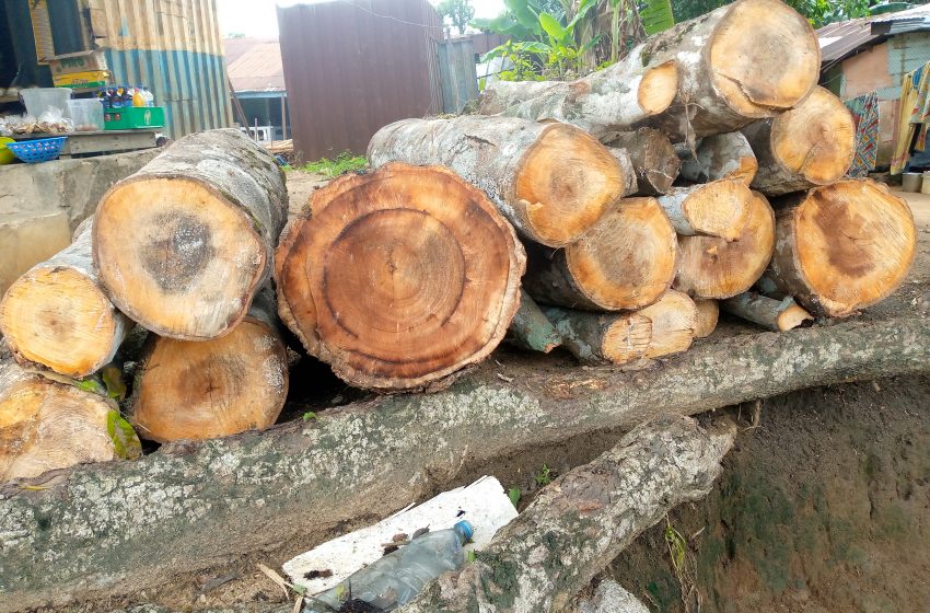  “We depend on the forest”: Logging Worsens Climate Impacts For Indigenous People In Nigeria