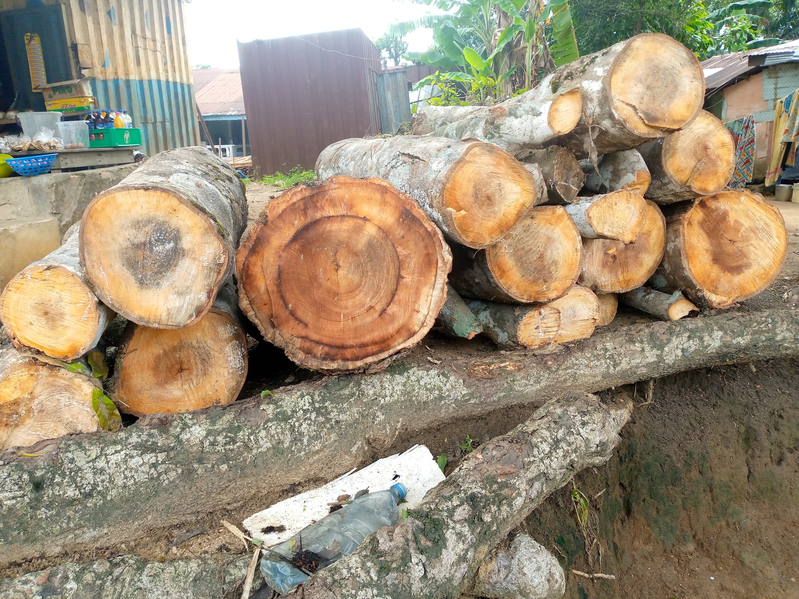 Caption: Woods extracted from the forest for fuel wood. Photo Credit: Kehinde Ogunyale