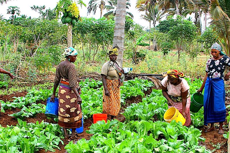  Women on the Fringe of Africa’s Agritech Revolution